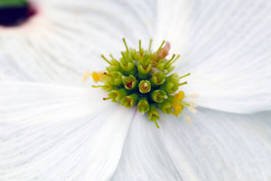 Macro photo of white flowering dogwood. ハナミズキの真っ白な花のマクロ接写写真。