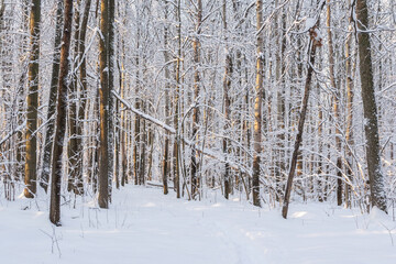 Winter forest in the snow
