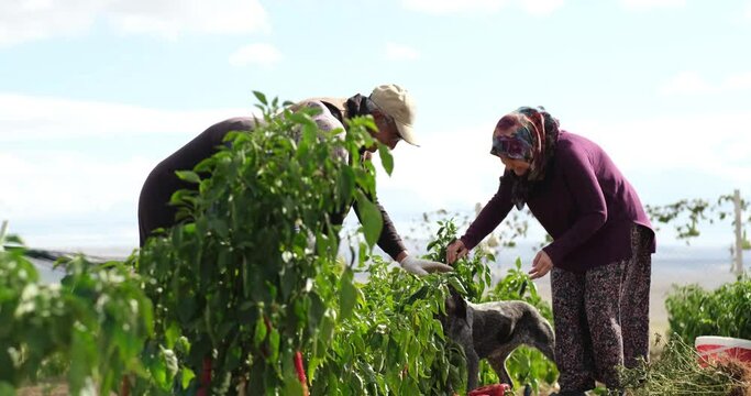 On a sunny day farmer family picking red chili peppers in a greenhouse with their naughty dog