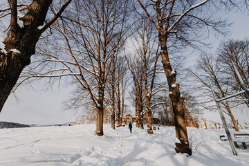 snow covered trees
