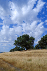 Obraz premium Landscape of holm oaks on the meadow of dry yellow grass with blue sky and white clouds