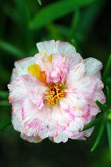 White and pink red orange yellow colorful 