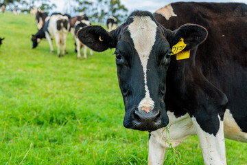 Dairy cow grazing in a meadow of pasture on a farm
