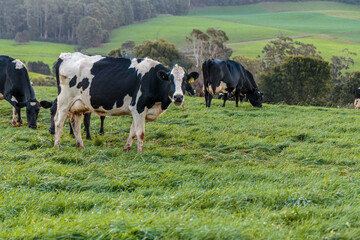 Dairy cow grazing in a meadow of pasture on a farm