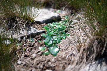 Obraz premium Glasscherben in einer Wiese in den Bergen.