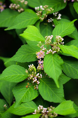 Japanese beautyberry or East Asian beautyberry "Murasakishikibu (Callicarpa japonica)" Mountain flower 