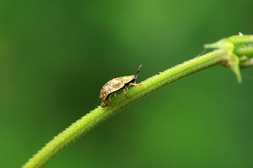 Hispidae family insect crawl on plants, North China