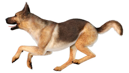 3D Rendering German Shepherd on White