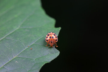 Ladybugs on wild plants, North China
