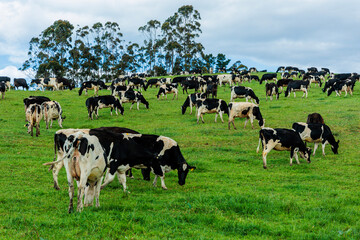 Dairy cow grazing in a meadow of pasture on a farm