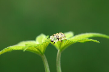 Hispidae family insect crawl on plants, North China