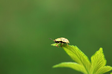 Hispidae family insect crawl on plants, North China