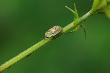 Hispidae family insect crawl on plants, North China