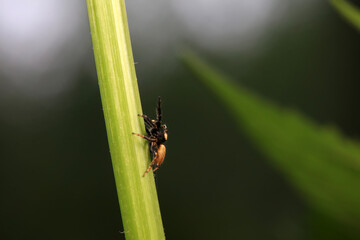 Spiders in the wild, North China