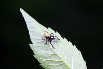 Spiders in the wild, North China