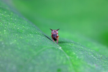 Leaf cicada on wild plants, North China