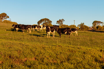 Obraz premium Dairy cow grazing in a meadow of pasture on a farm