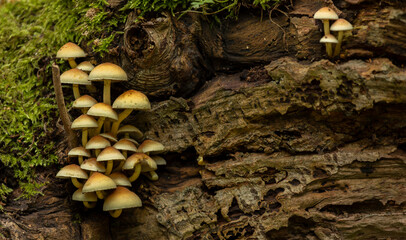 A group of small mushrooms sprouting from weathered wood, surrounded by moss, creating a natural and serene woodland atmosphere in autumn.