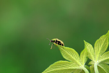 Hispidae family insect crawl on plants, North China