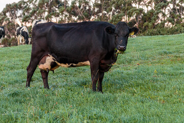 Dairy cow grazing in a meadow of pasture on a farm