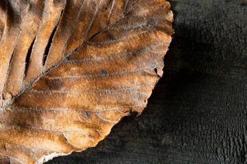 leaf close up on wooden background