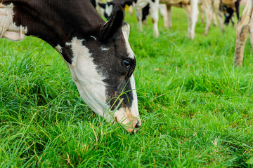 Dairy cow grazing in a meadow of pasture on a farm