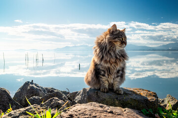 Adorable female long-haired and brindle cat with the sea behind while enjoying the sun. Wonderful...