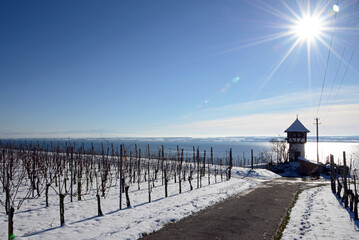 Meersburg am Bodensee im Winter, Weinberge im Schnee