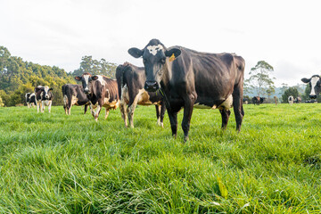 Dairy cow grazing in a meadow of pasture on a farm