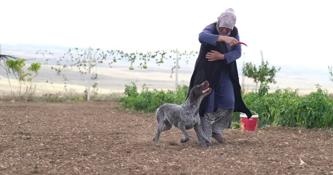 On a sunny day farmer picking red chili peppers in a greenhouse with their naughty dog
