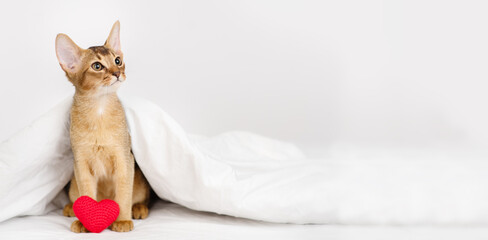 Abyssinian kitten lying under a white blanket with a plush heart in its paws. Valentine's day concept. Stretched panoramic image for banner
