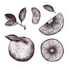 set of realistic oranges and orange slices drawn in graphics. Hand drawn illustration
