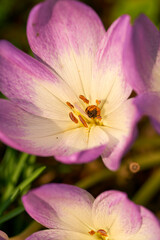 Herbstzeitlose, Herbst-Zeitlose, Colchicum autumnale