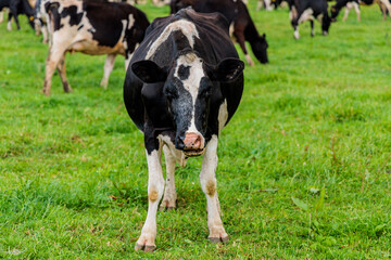 Dairy cow grazing in a meadow of pasture on a farm