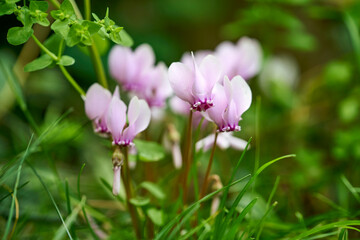 Obraz premium Alpenveilchen, Cyclamen