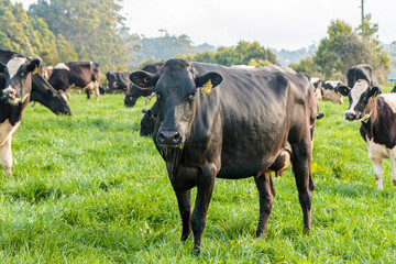 Dairy cow grazing in a meadow of pasture on a farm