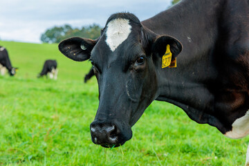 Dairy cow grazing in a meadow of pasture on a farm