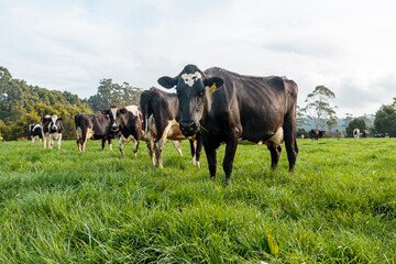 Dairy cow grazing in a meadow of pasture on a farm