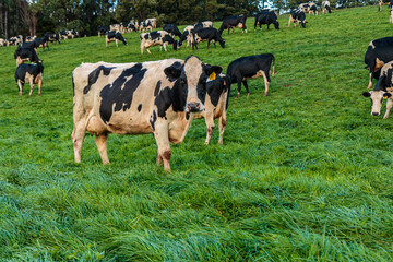 Dairy cow grazing in a meadow of pasture on a farm