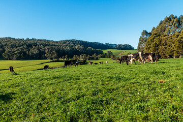 Obraz premium Dairy cow grazing in a meadow of pasture on a farm