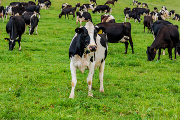 Dairy cow grazing in a meadow of pasture on a farm