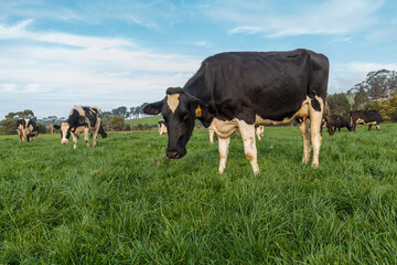 Dairy cow grazing in a meadow of pasture on a farm