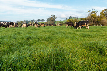 Dairy cow grazing in a meadow of pasture on a farm