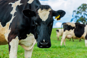 Dairy cow grazing in a meadow of pasture on a farm