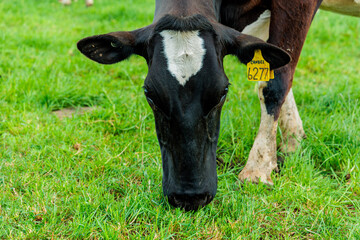 Dairy cow grazing in a meadow of pasture on a farm