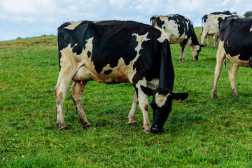 Dairy cow grazing in a meadow of pasture on a farm