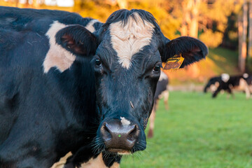 Dairy cow grazing in a meadow of pasture on a farm