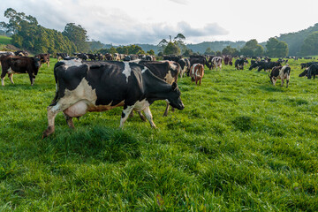 Dairy cow grazing in a meadow of pasture on a farm