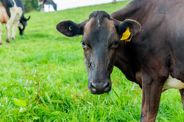 Dairy cow grazing in a meadow of pasture on a farm