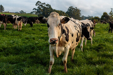 Dairy cow grazing in a meadow of pasture on a farm